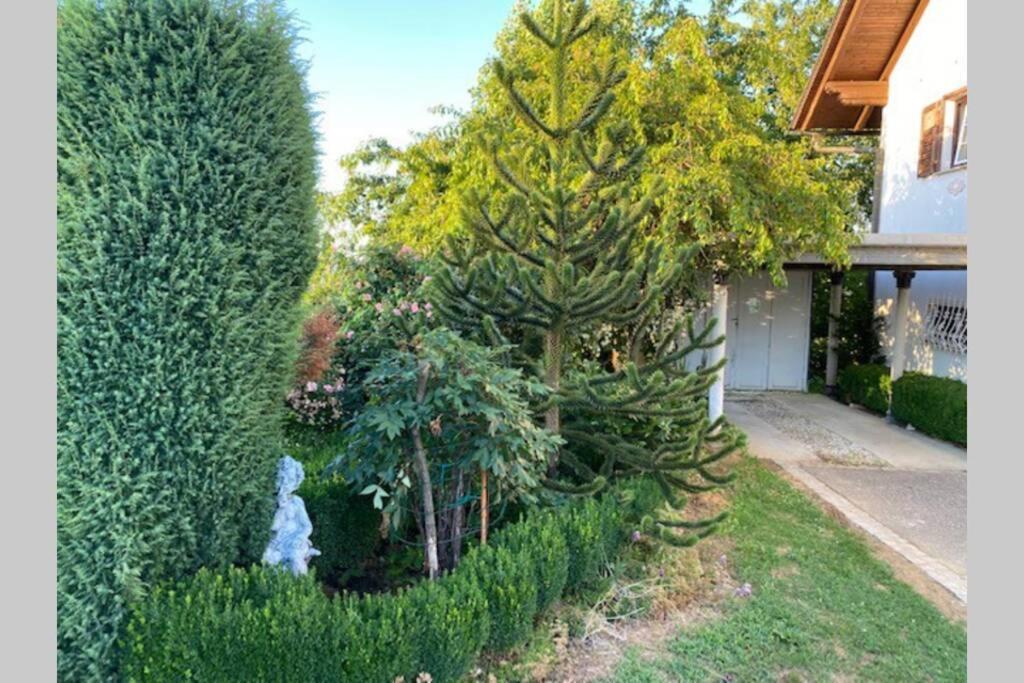 Apartma Jozica In Toncek Sveti Jurij ob Scavnici 外观 照片